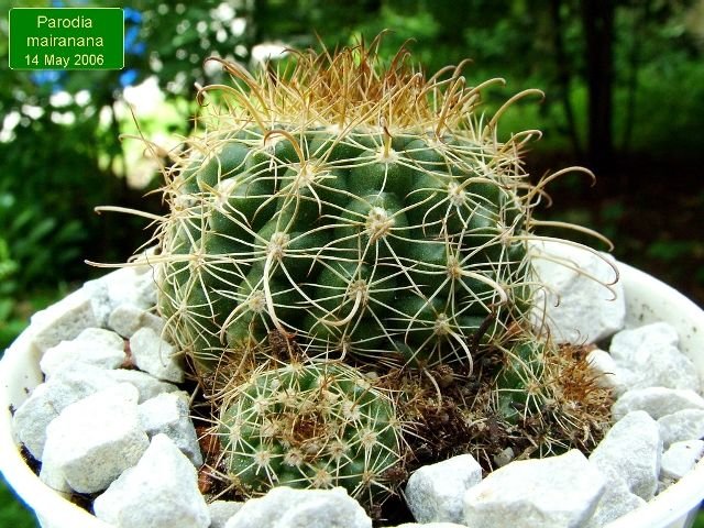 Parodia _mairanana_ 01